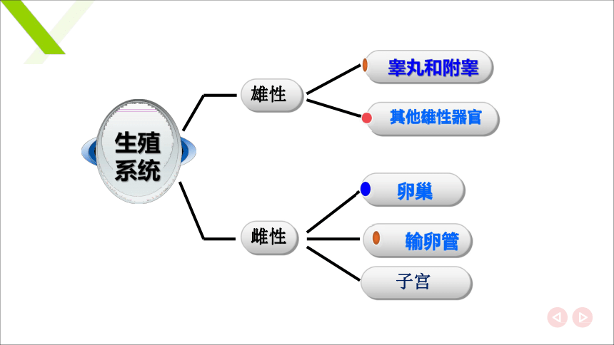 6.1.1雄性生殖器官 其他雄性器官 课件(共15张PPT)《畜禽解剖生理（第四版）》同步教学(高教版)