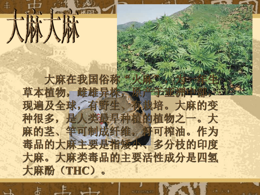 六年级下册心理健康课件- 珍爱生命-拒绝毒品  全国通用 （27张PPT）