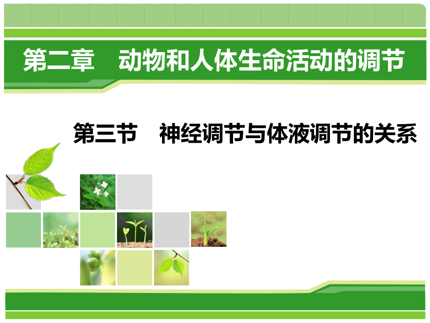 2020-2021学年高二生物人教版必修三2.3神经调节和体液调节的关系课件（32张ppt）