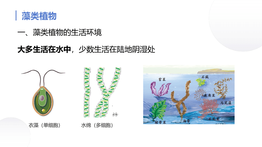 人教版七年级生物上册 3.1.1藻类、苔藓和蕨类植物 课件(共26张PPT)
