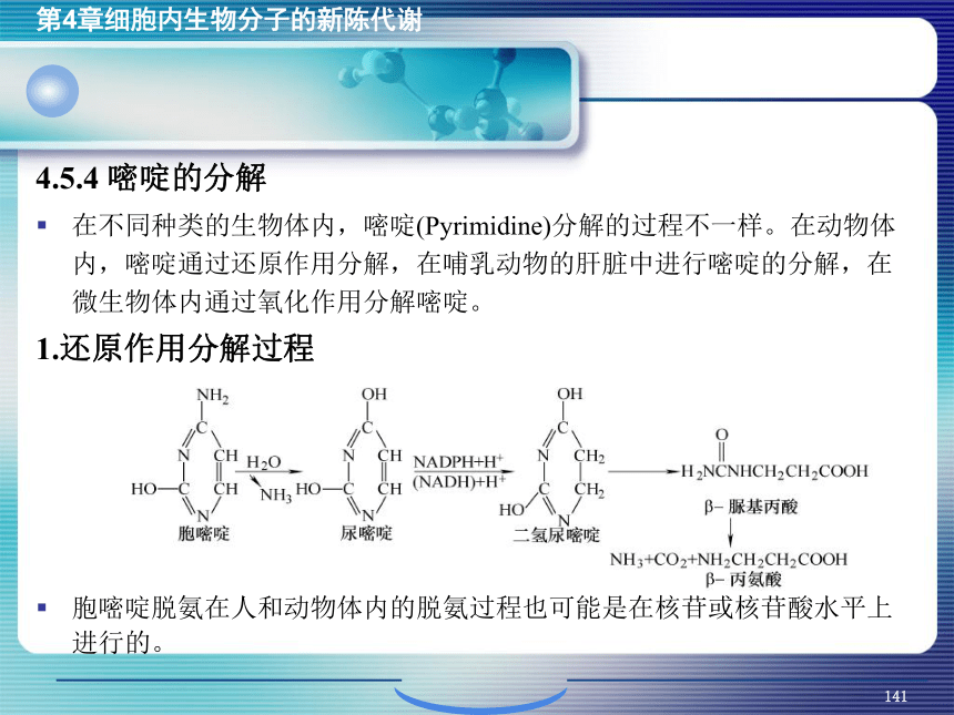 4.细胞内生物分子的新陈代谢_5 课件(共62张PPT）- 《环境生物化学》同步教学（机工版·2020）