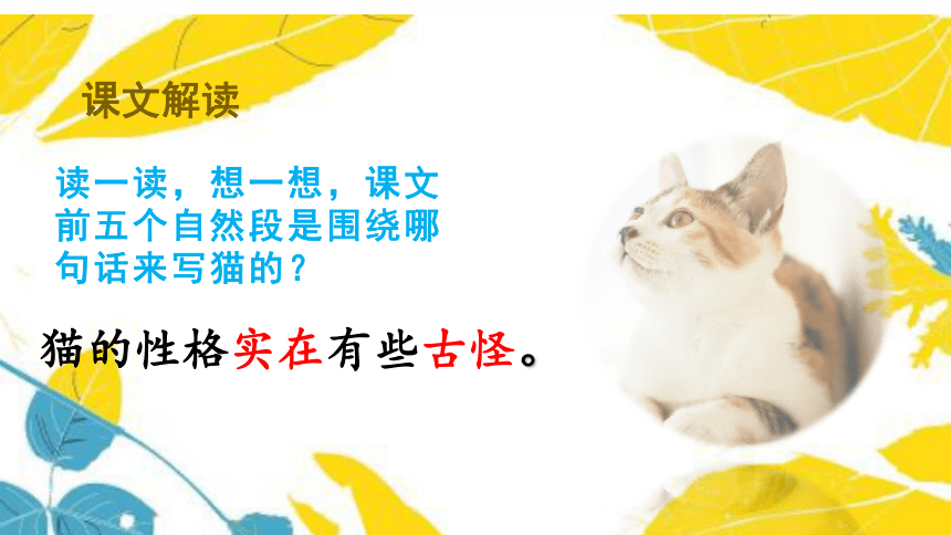 13 猫   第二课时 课件(共19张PPT)