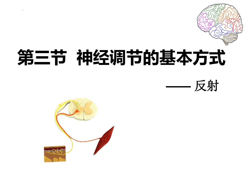 3.5.3神经调节基本方式 课件(共37张PPT)2021--2022学年济南版初中生物七年级下册