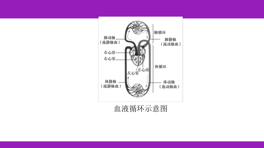 2023浙江中考一轮复习 第7课时 人体的物质和能量转换（二）（课件 60张ppt）