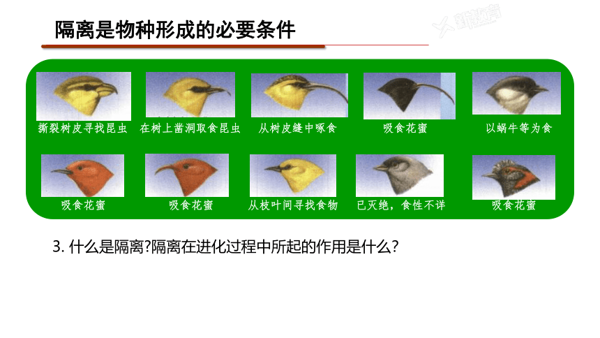 6.3 物种形成与生物多样性课件(共24张PPT) 高中生物 北师大版 必修二