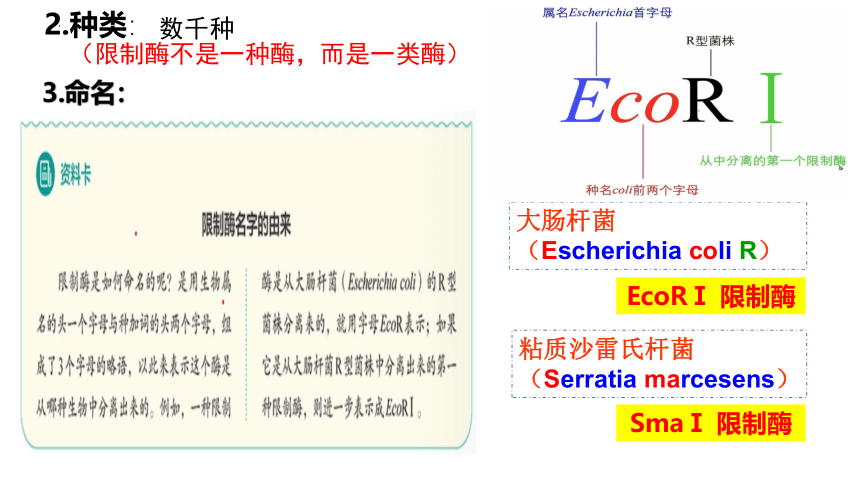 3.1 重组DNA技术的基本工具课件(共31张PPT)-2023-2024学年高二下学期生物人教版选择性必修3