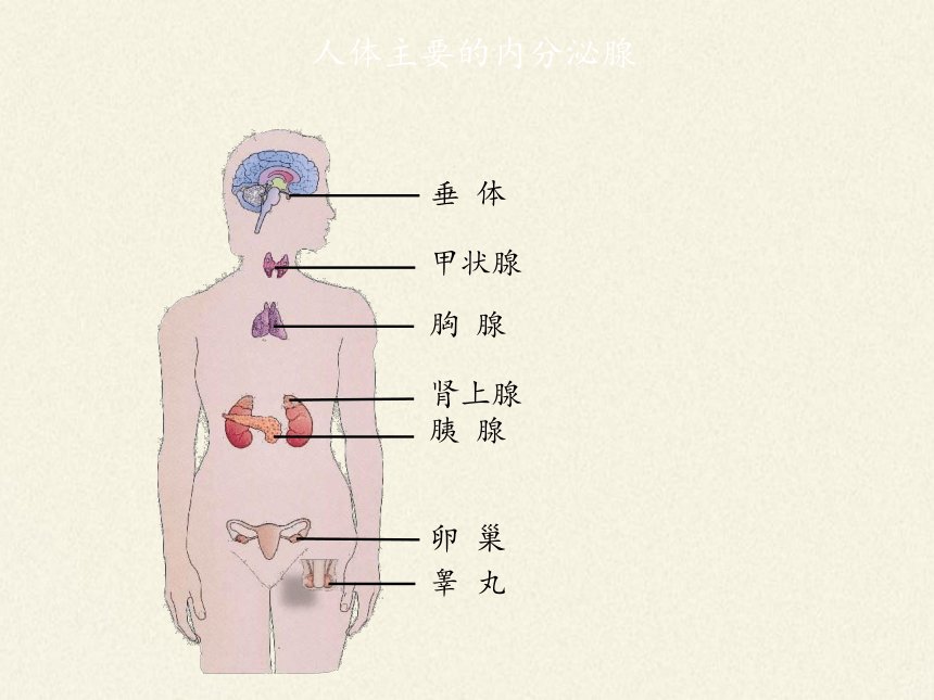 北师大版生物七年级下册 第12章 第3节 激素调节课件(共28张PPT)