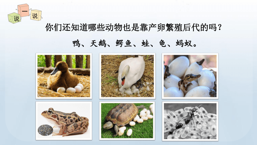 教科版（2017秋） 三年级下册2.7动物的繁殖课件（30张PPT)