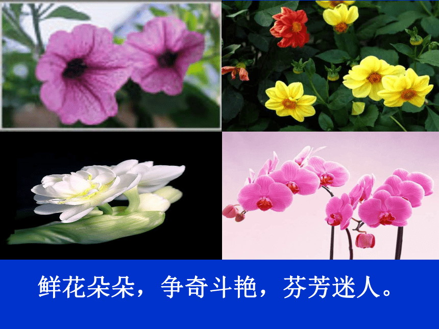 13.《花钟》课件(共44张PPT)