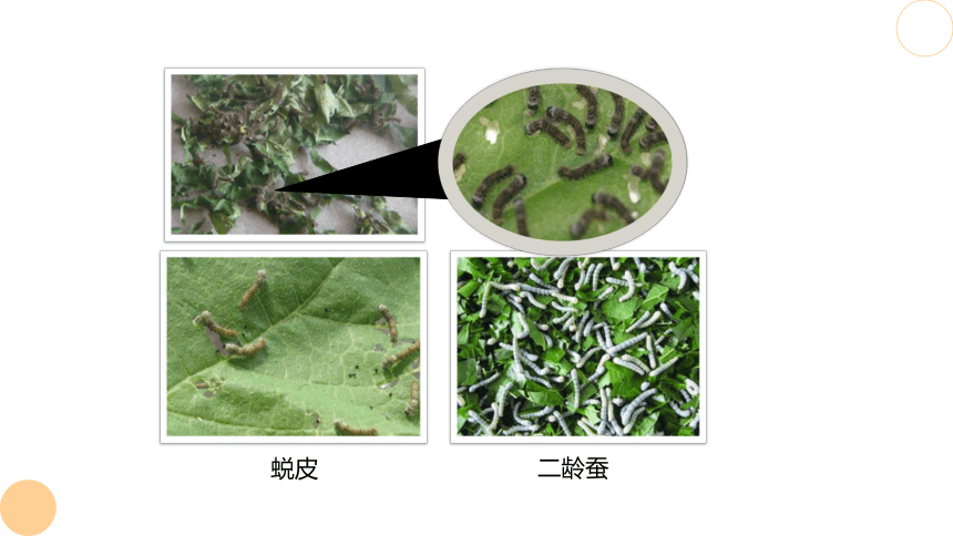 7.1.2 昆虫的生殖和发育 课件（共22张PPT） 人教版 八年级下册