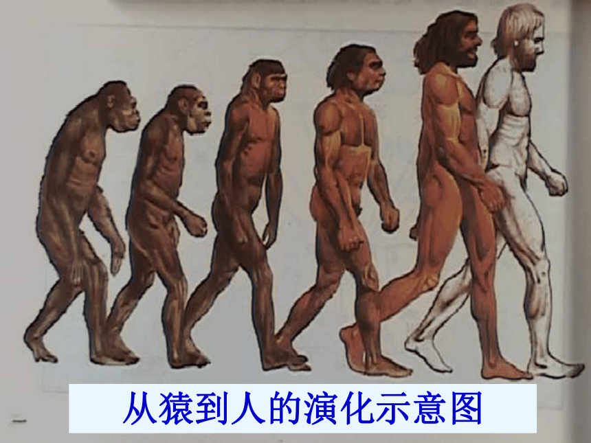 人教版七年级上册历史第1课中国境内早期人类的代表—北京人  课件(25张PPT)