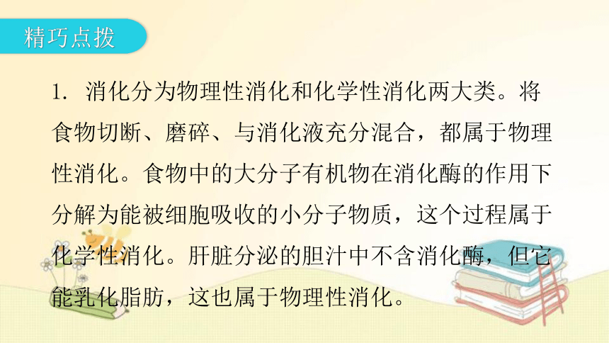 4.8.2 食物的消化和营养物质的吸收  第1课时复习 课件(共32张PPT) 北师大版七年级生物下册