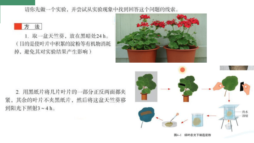 3.4.1植物的光合作用课件（共18张PPT）苏科版七年级上册