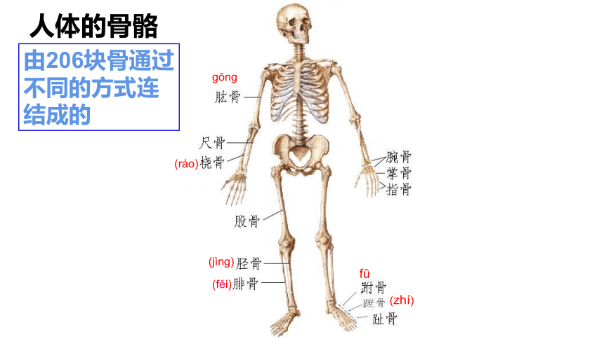 2021--2022学年人教版生物八年级上册5.2.1动物的运动 课件 （35张PPT）