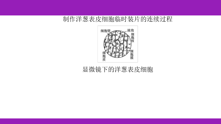 2023浙江中考一轮复习第2课时 细胞（课件 56张ppt）