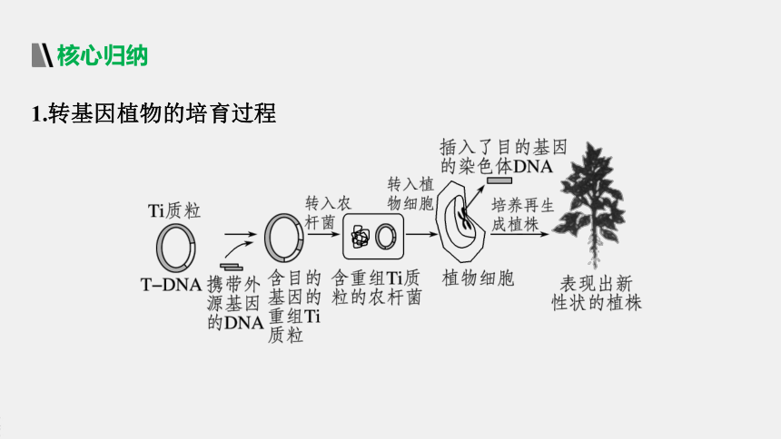 高中生物苏教版（2019）选择性必修3第三章 第二节　基因工程的应用价值（71张PPT）