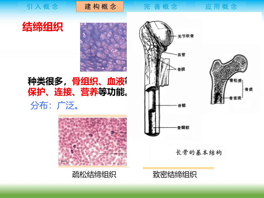 2022-2023 学年 人教版生物七年级上册 2.2.2 动物体的结构层次  课件 (共14张PPT)