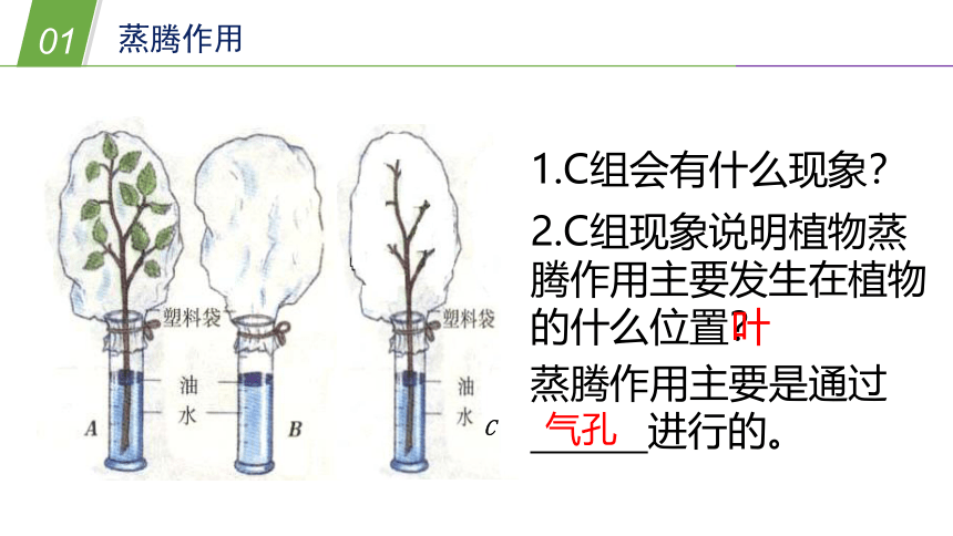 华师大版科学八年级上册 4.2水在植物体中的代谢（2蒸腾作用）（课件 26张PPT）