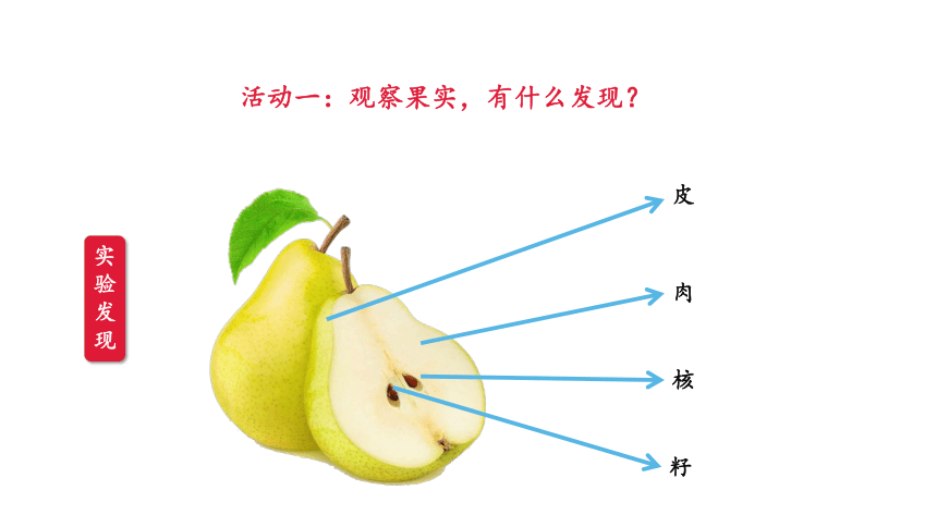 青岛版（六三制2017秋） 三年级下册4.12、植物的果实 （课件43ppt）