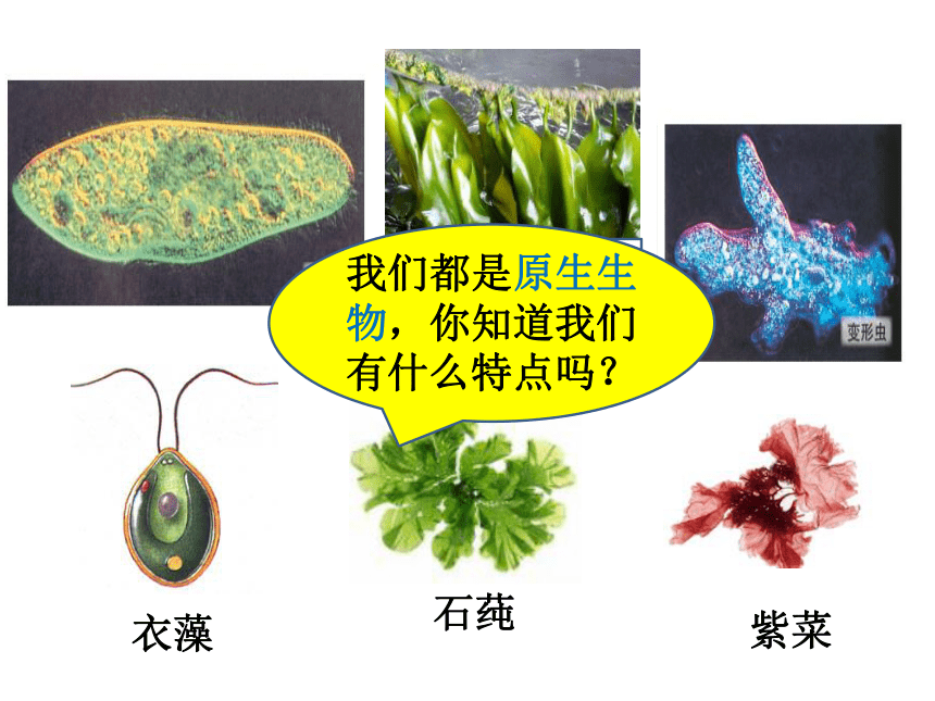 2020-2021学年北师大版八年级生物下册  7.22.2  原生生物的主要类群  课件（21张PPT）