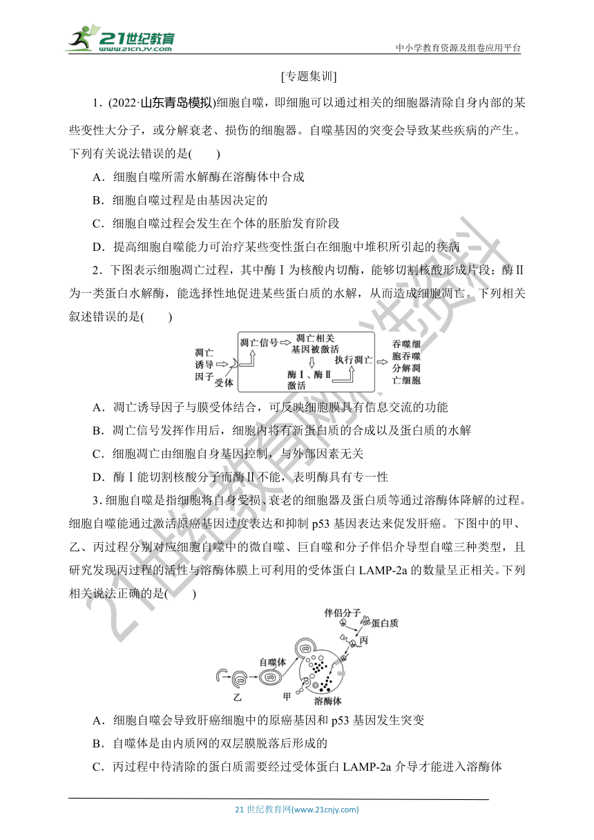 【考点梳理  生物总复习 】28微专题9　细胞自噬与细胞凋亡（Word版含答案）