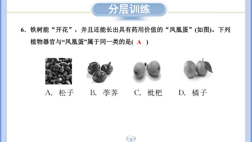 第5节 常见的植物 同步练习（课件版 21张PPT）