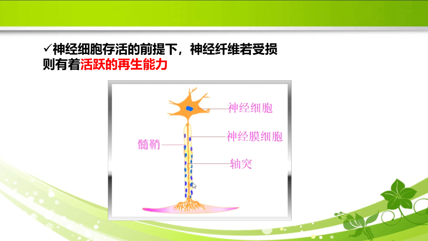 1.3损伤的修复 课件(共31张PPT)《病理学》同步教学（人卫版）