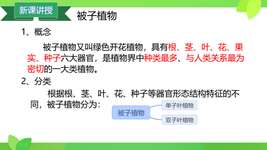 冀教版七年级上册 第一单元 第三章  第六节 被子植物 双子叶植物课件（共20张PPT）