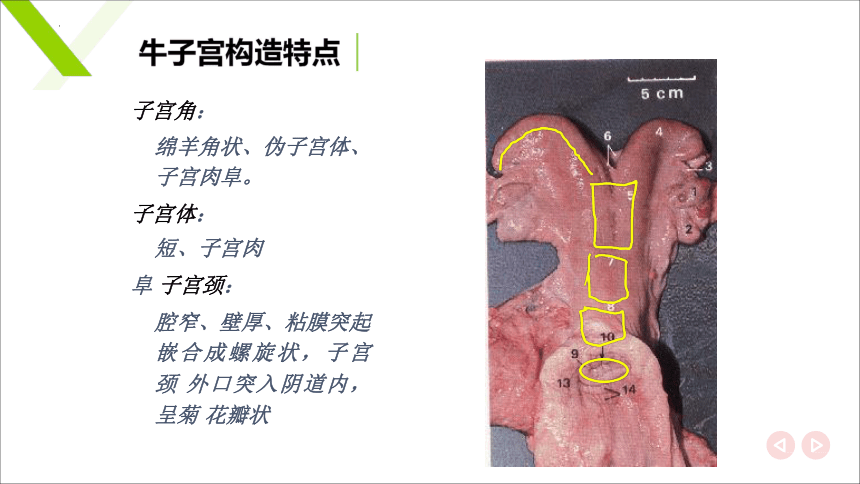 6.2 雌性生殖系统解剖生理识别 子宫 课件(共17张PPT)《畜禽解剖生理（第四版）》同步教学(高教版)