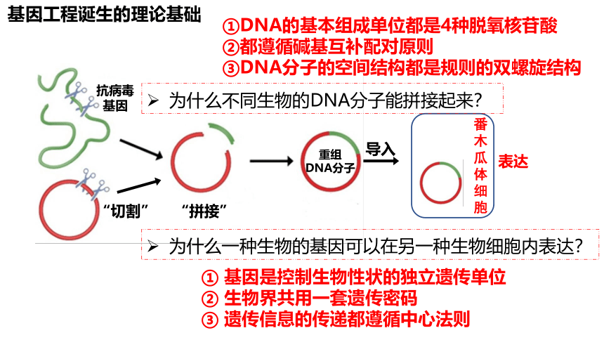 3.1重组DNA技术的基本工具课件（共54张PPT、2份视频）-人教版（2019）选择性必修3