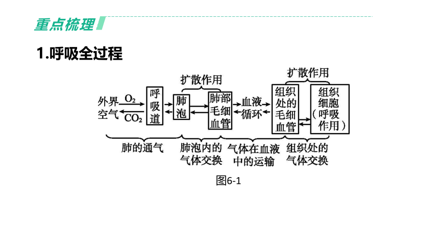 2022年浙江省中考科学一轮复习 第06课时　与人体代谢相关的系统-呼吸和消化（课件 43张PPT）