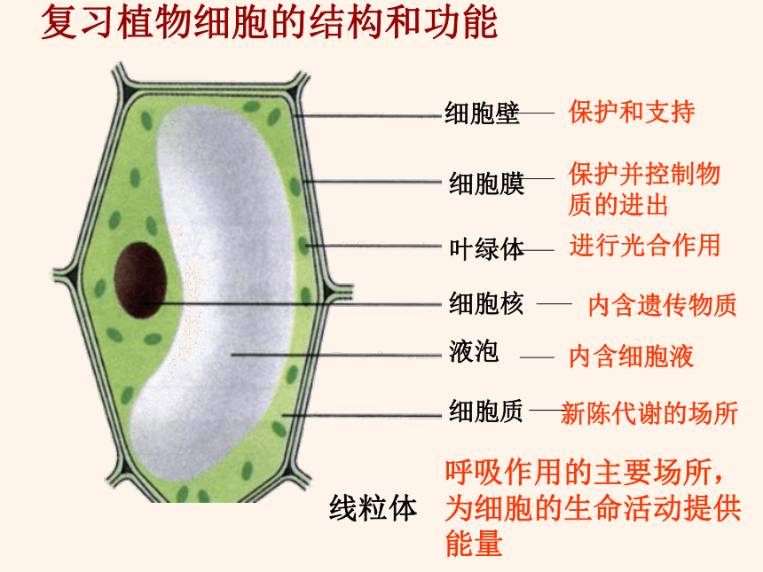 2.1.3 动物细胞  课件(共29张PPT)2022-2023学年人教版生物七年级上册