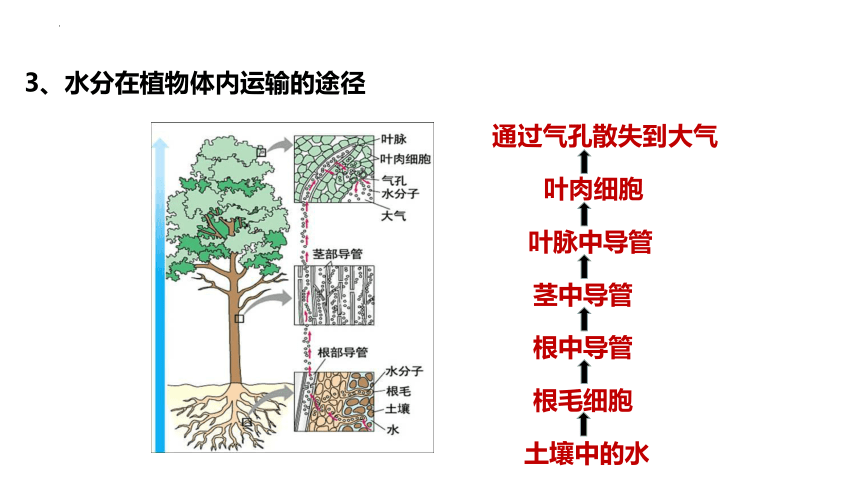 3.3  绿色植物与生物圈的水循环  复习课件(共30张PPT)2022-2023学年人教版生物七年级上册