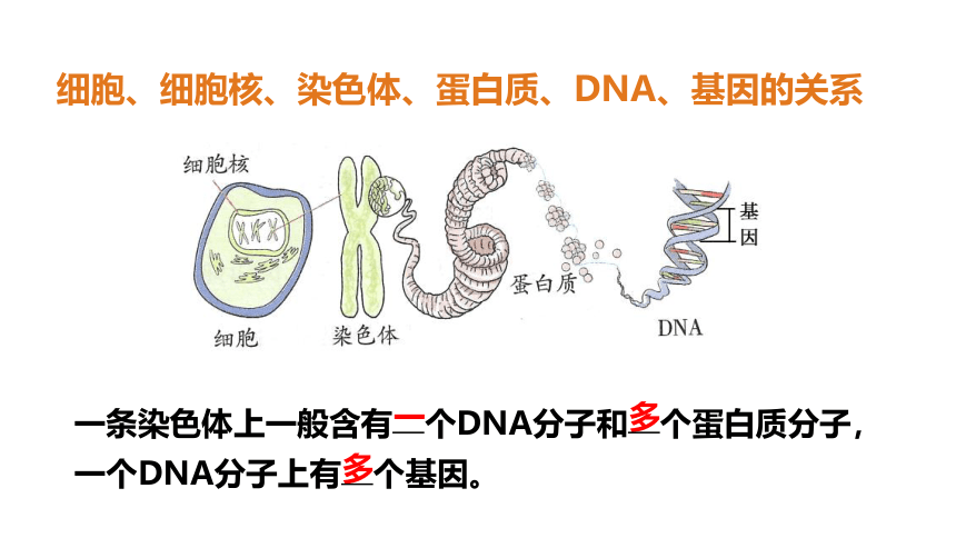 7.2.2基因在亲子代间的传递 课件（33张PPT）