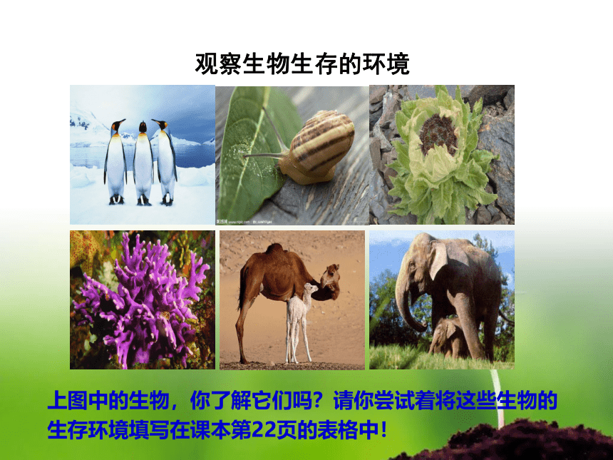 2.2.1  生物生存的环境课件(共29张PPT)2022-2023学年苏科版生物七年级上册