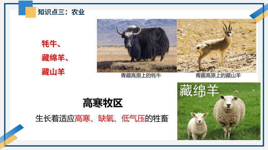 2024年中考地理 青藏地区 复习课件(共16张PPT)