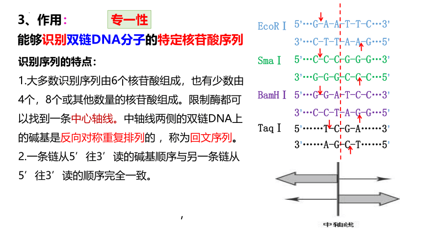 3.1 重组DNA技术的基本工具课件(共31张PPT)-2023-2024学年高二下学期生物人教版选择性必修3