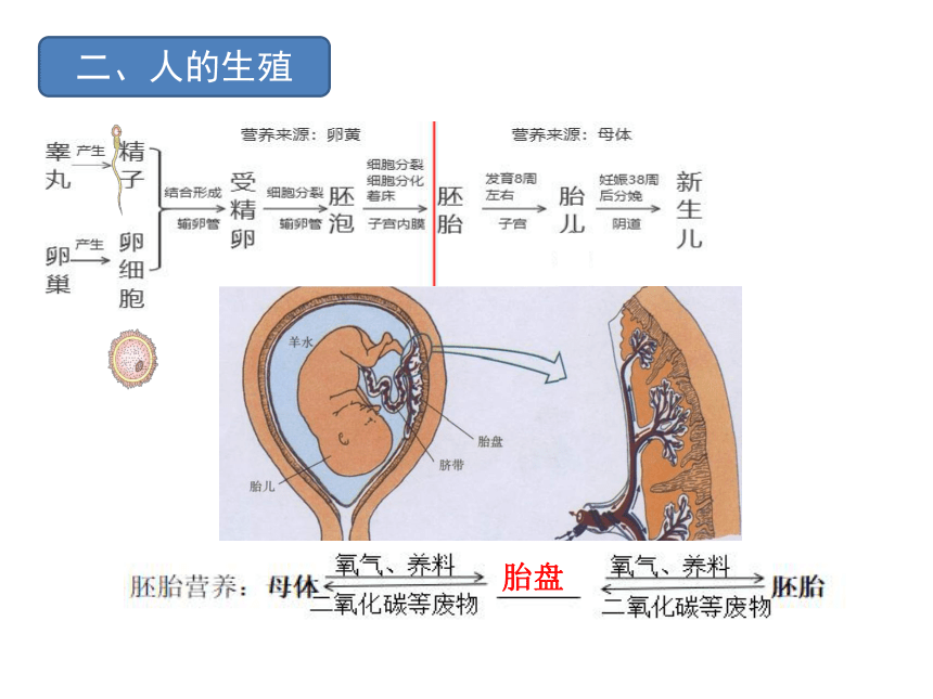 第一、二章复习课件 (共41张PPT)人教版生物七年级下册