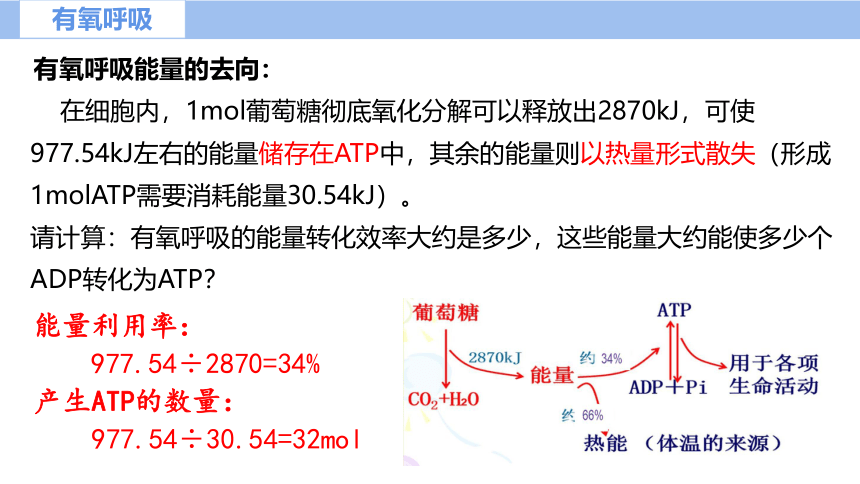 5.3细胞呼吸的原理及应用（第2课时）（课件共22张PPT）