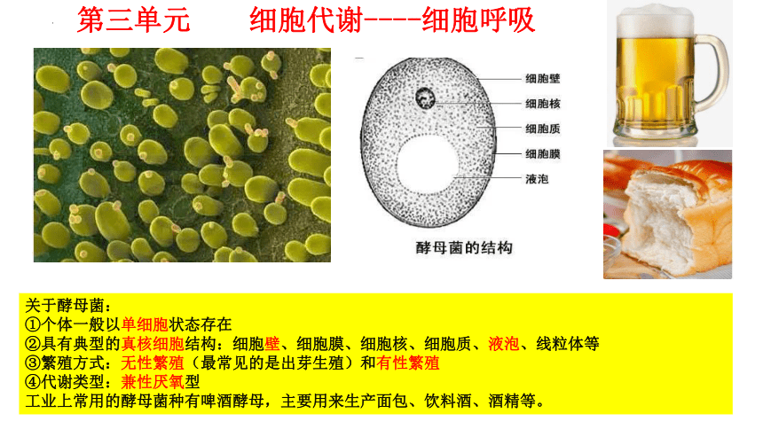 09 细胞呼吸-2024年高考生物一轮复习课件(共30张PPT)（新教材新高考）