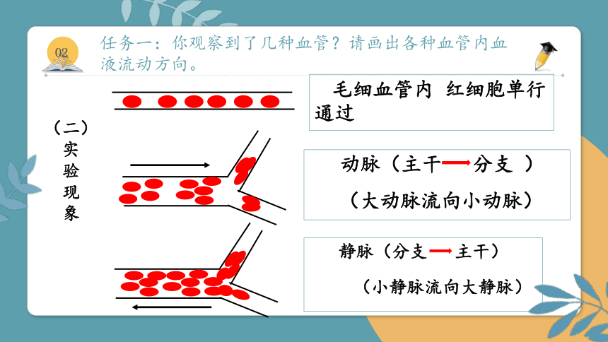 4.4.2 血流的管道--血管课件(共35张PPT＋内嵌视频5个) 人教版生物七年级下册