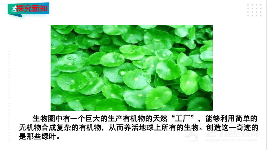 3.4 绿色植物是生物圈中有机物的制造者 课件（共19张PPT）