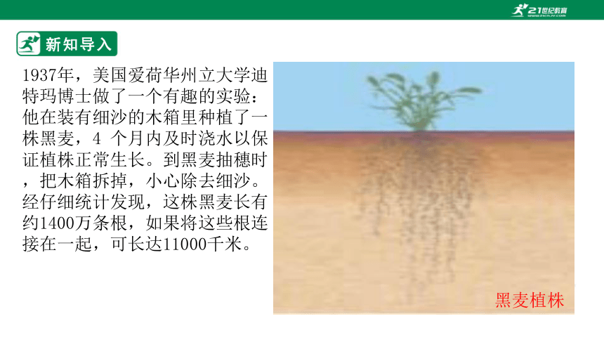 4.1.5 根的结构与功能-2022-2023学年八年级生物上册同步课件（济南版）(共41张PPT)