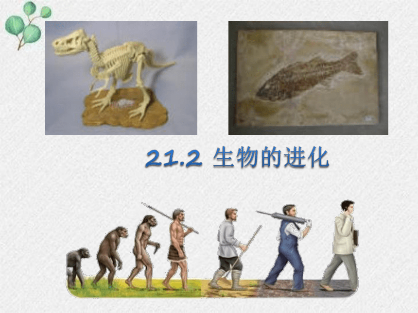 21.2 生物的进化课件(共12张PPT)