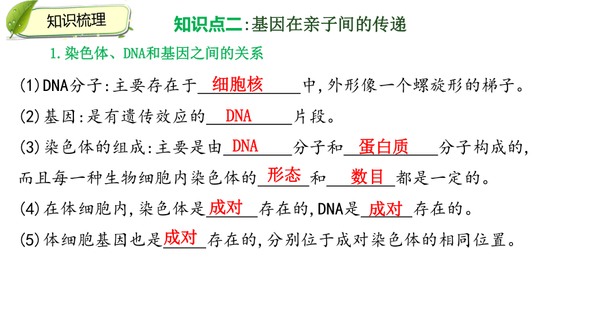 生物的遗传和变异 复习课件