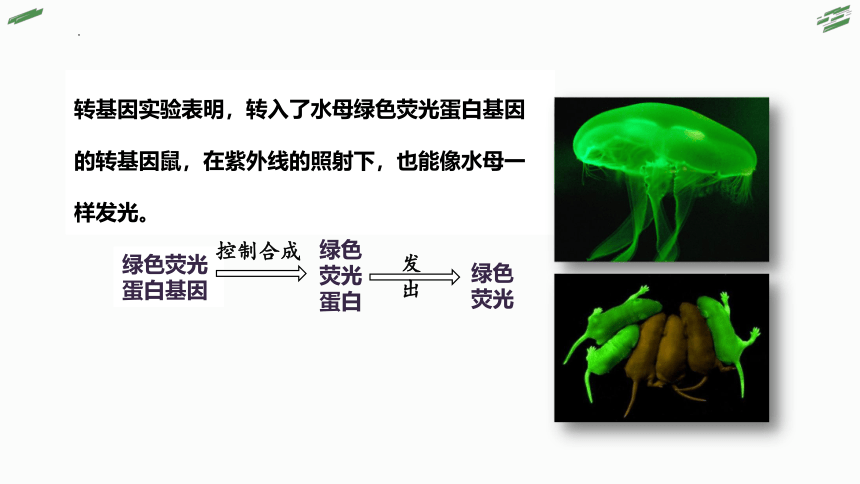 3.4 基因控制蛋白质合成(共96张PPT)-高一生物课件（浙科版2019必修2）