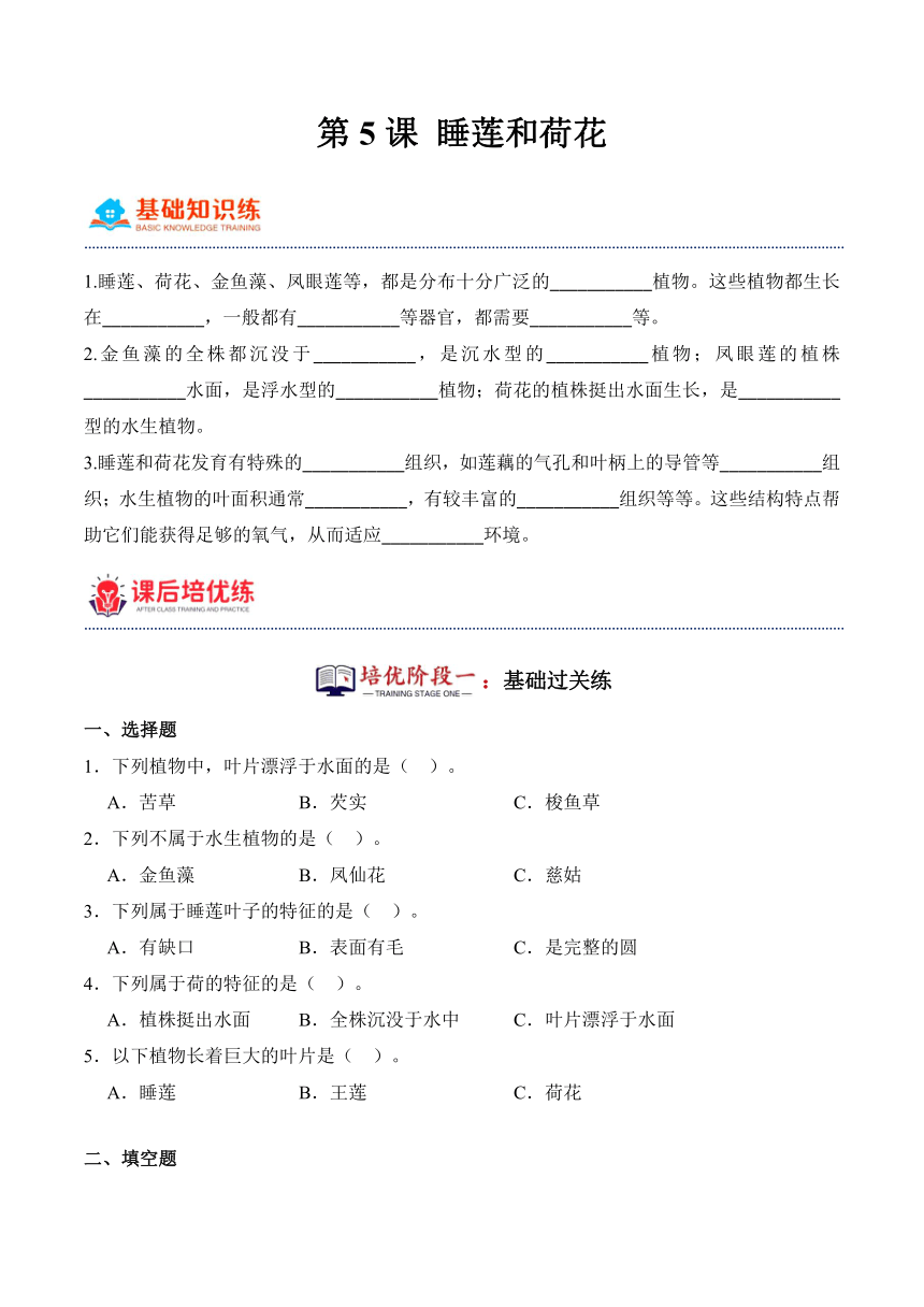 2023-2024学年科学四年级下册（粤教粤科版）第5课 睡莲和荷花（同步阶段练习）（含解析）