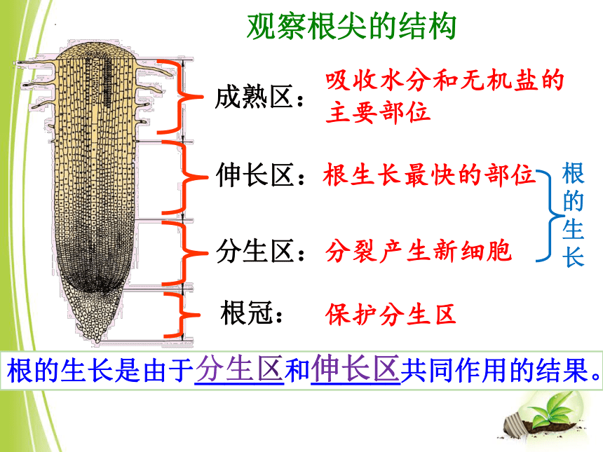 3.6.2 营养器官的生长课件（共35张ppt）2022--2023学年北师大版生物七年级上册