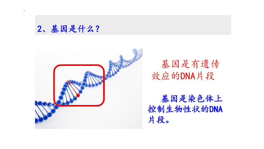 7.2.2 基因在亲子代间的传递  课件(共25张PPT)2022-2023学年人教版生物八年级下册