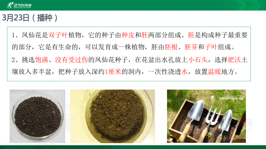 教科版科学四年级下册1.8凤仙花的一生课件（26张PPT）